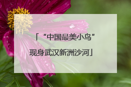 “中国最美小鸟”现身武汉新洲沙河