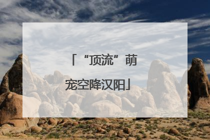 “顶流”萌宠空降汉阳
