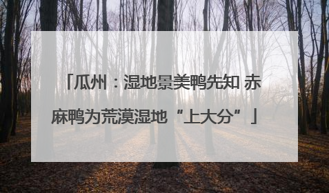 瓜州：湿地景美鸭先知 赤麻鸭为荒漠湿地“上大分”