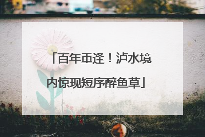 百年重逢！泸水境内惊现短序醉鱼草