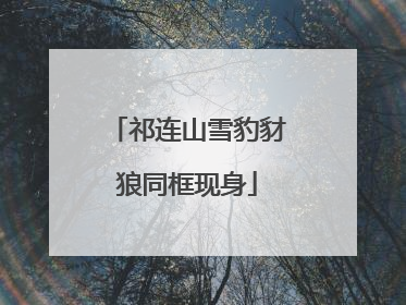 祁连山雪豹豺狼同框现身