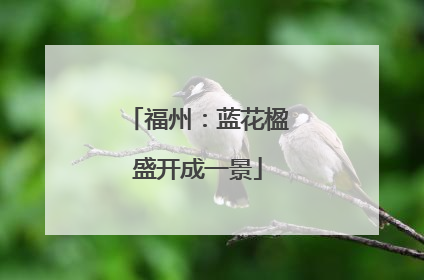 福州：蓝花楹盛开成一景