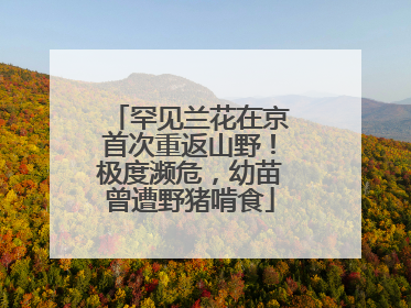 罕见兰花在京首次重返山野！极度濒危，幼苗曾遭野猪啃食