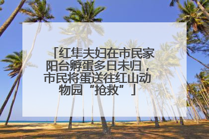 红隼夫妇在市民家阳台孵蛋多日未归，市民将蛋送往红山动物园“抢救”
