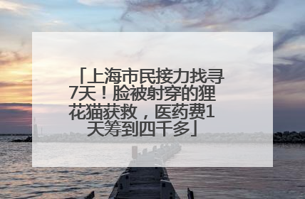上海市民接力找寻7天！脸被射穿的狸花猫获救，医药费1天筹到四千多