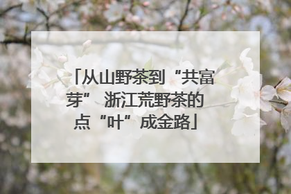从山野茶到“共富芽” 浙江荒野茶的点“叶”成金路