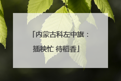 内蒙古科左中旗：插秧忙 待稻香