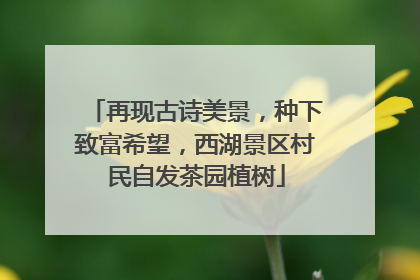 再现古诗美景，种下致富希望，西湖景区村民自发茶园植树