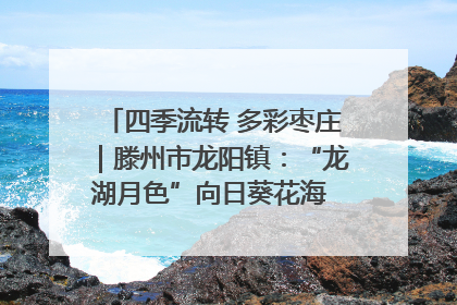 四季流转 多彩枣庄｜滕州市龙阳镇：“龙湖月色”向日葵花海 绘就乡村振兴新画卷