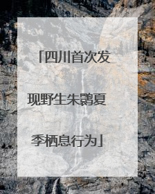 四川首次发现野生朱鹮夏季栖息行为