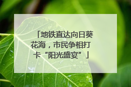 地铁直达向日葵花海，市民争相打卡“阳光盛宴”