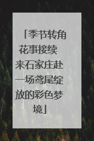 季节转角花事接续 来石家庄赴一场鸢尾绽放的彩色梦境