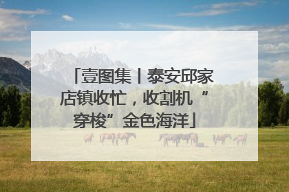 壹图集丨泰安邱家店镇收忙，收割机“穿梭”金色海洋
