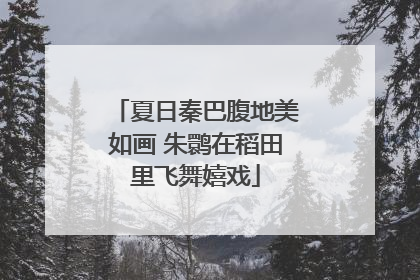 夏日秦巴腹地美如画 朱鹮在稻田里飞舞嬉戏