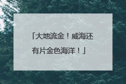 大地流金！威海还有片金色海洋！