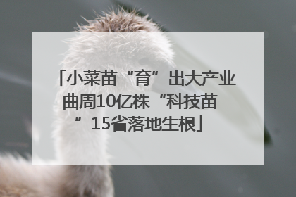 小菜苗“育”出大产业 曲周10亿株“科技苗”15省落地生根