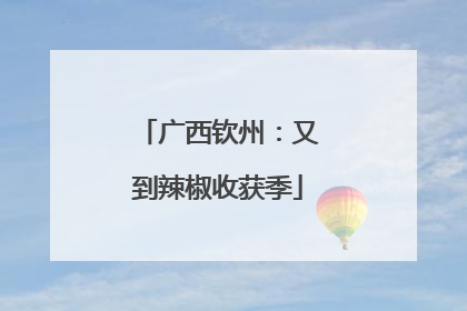 广西钦州：又到辣椒收获季