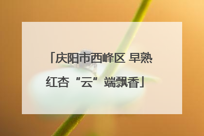 庆阳市西峰区 早熟红杏“云”端飘香