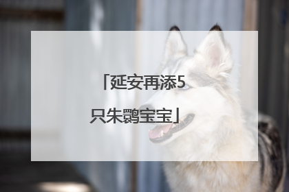 延安再添5只朱鹮宝宝