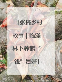 张掖乡村故事｜临泽林下养鹅“钱”景好