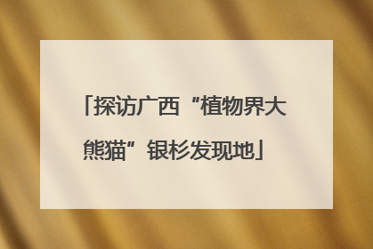探访广西“植物界大熊猫”银杉发现地