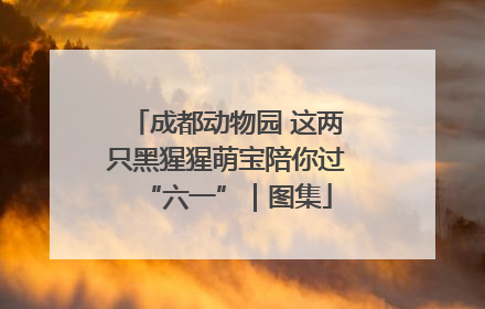成都动物园 这两只黑猩猩萌宝陪你过“六一”｜图集