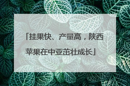 挂果快、产量高，陕西苹果在中亚茁壮成长
