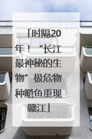 时隔20年！“长江最神秘的生物”极危物种鳤鱼重现赣江