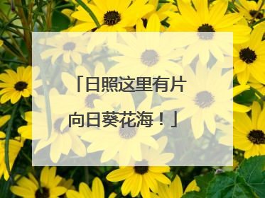 日照这里有片向日葵花海！