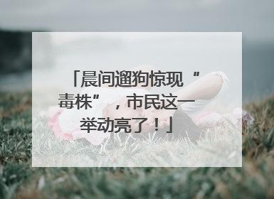 晨间遛狗惊现“毒株”，市民这一举动亮了！