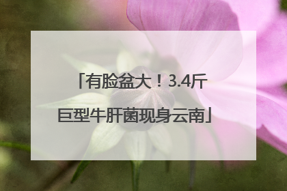 有脸盆大！3.4斤巨型牛肝菌现身云南