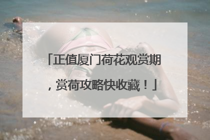 正值厦门荷花观赏期，赏荷攻略快收藏！