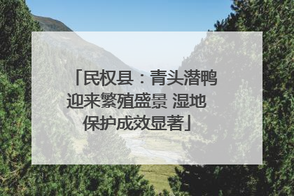 民权县：青头潜鸭迎来繁殖盛景 湿地保护成效显著