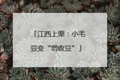 江西上栗：小毛豆变“增收豆”