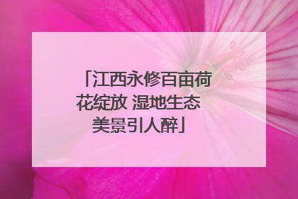 江西永修百亩荷花绽放 湿地生态美景引人醉