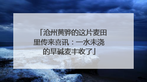 沧州黄骅的这片麦田里传来喜讯：一水未浇的旱碱麦丰收了