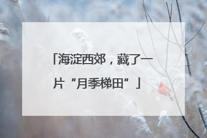 海淀西郊，藏了一片“月季梯田”