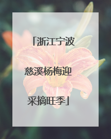 浙江宁波慈溪杨梅迎采摘旺季