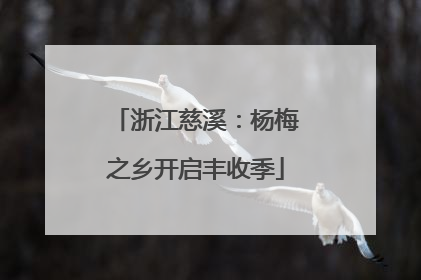 浙江慈溪：杨梅之乡开启丰收季