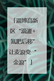 淄博高新区“滴灌+氮肥后移”让麦浪变“金浪”