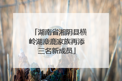 湖南省湘阴县横岭湖麋鹿家族再添三名新成员