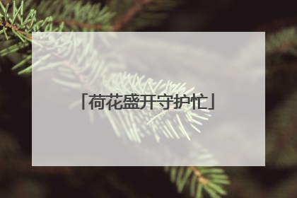 荷花盛开守护忙