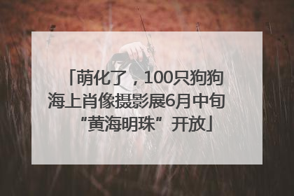 萌化了，100只狗狗海上肖像摄影展6月中旬“黄海明珠”开放
