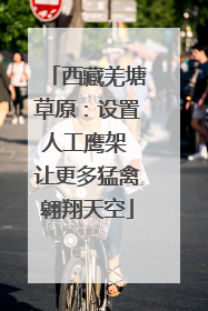西藏羌塘草原：设置人工鹰架 让更多猛禽翱翔天空