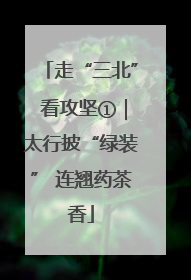 走“三北” 看攻坚①｜太行披“绿装” 连翘药茶香