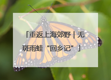 重返上海郊野｜无斑雨蛙“回乡记”