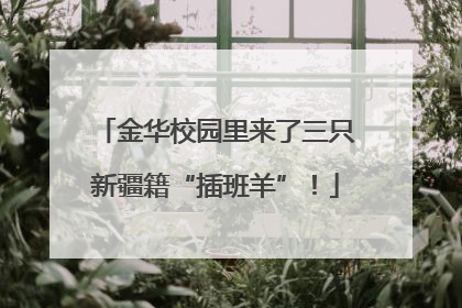 金华校园里来了三只新疆籍“插班羊”！
