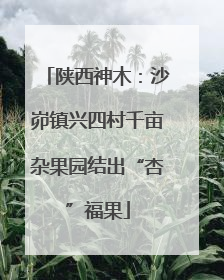 陕西神木：沙峁镇兴四村千亩杂果园结出“杏”福果