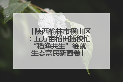陕西榆林市横山区：五万亩稻田插秧忙 “稻渔共生”绘就生态富民新画卷