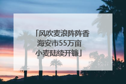风吹麦浪阵阵香 海安市55万亩小麦陆续开镰